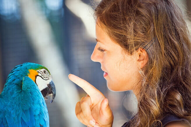 говорящие попугаи